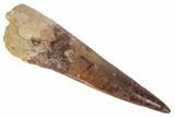 Bargain, Spinosaurus Tooth - Real Dinosaur Tooth #194298-1